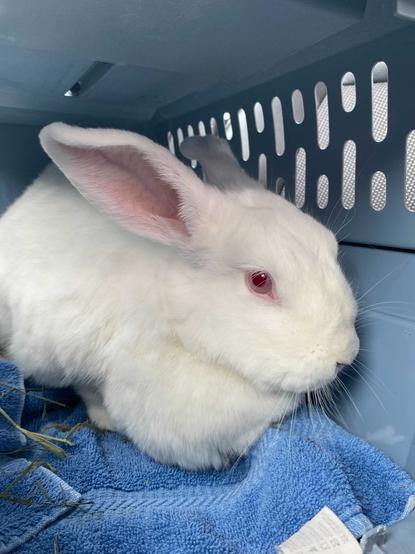 A large white rabbit sitting on a blue towel in a pet carrier.