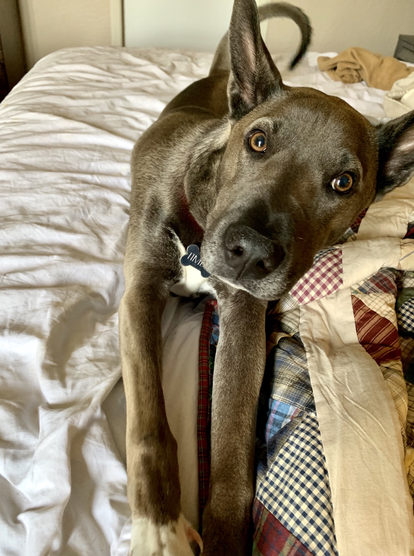 Our Giant Enormous Moose Puppy Timba stretched out across our bed