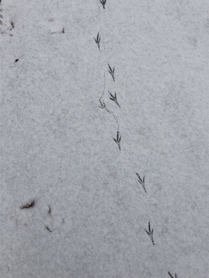 A trail of bird footprints (magpie?) in the snow