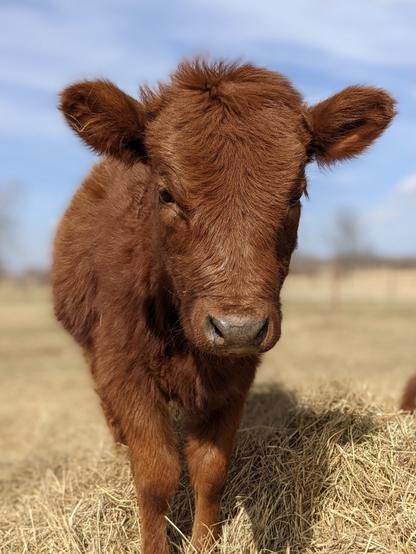 Red Velvet, a reddish brown 6 month old baby mini cow, is staring curiously at the camera. Her winter coat is extra fluffy and if you were to sink your fingers into the fur, you would feel warmth trapped next to her skin. Even her ears are fluffy, long hairs sticking out in all directions. Her long eye lashes partly cover her gentle eyes. She stands in the remains of an old hay bale, a pile of dried golden grass strewn across the ground where she has been napping.