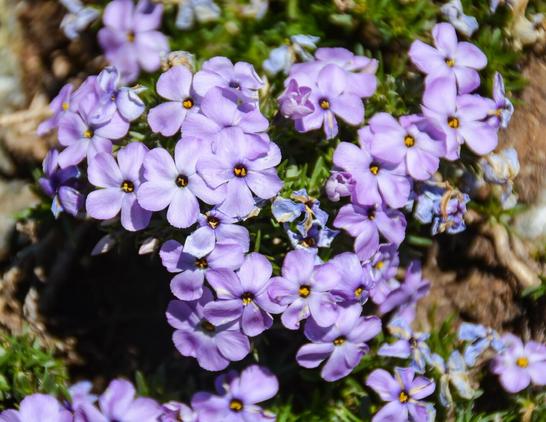 Many blossoms of spreading phlox in the subalpine