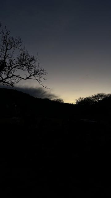 Silhouetted trees against a darkening skyline