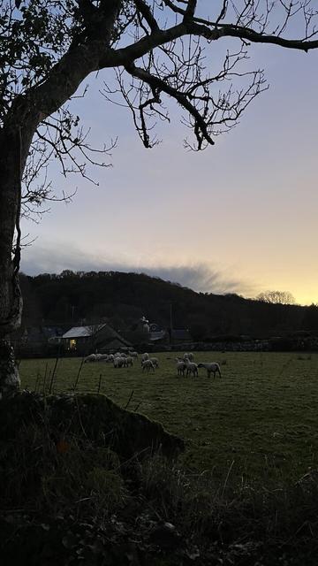 Sheep in a field at dusk, framed by a bare tree