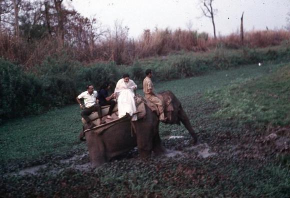 An elephant knee deep in mud walking through Kaziranga Park with an elephant guide sitting on its neck and three passengers on a seat on its back. Two of of the three seated sideways facing out, clinging on to the seat, and looking a bit concerned. One of the passengers is a woman wearing a pure white sari, and she looking down at the mud. She appears to be worried about falling in and getting her white sari covered in brown mud.