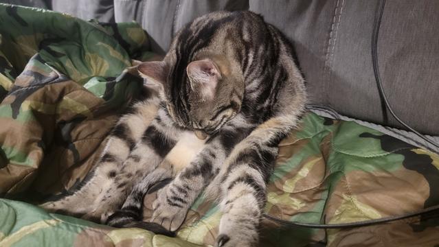Photo shows a grey tabby cat sleeping in an awkward position