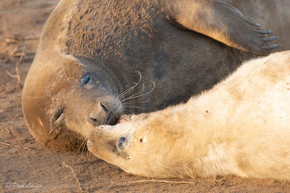Grey Seal mum and pup