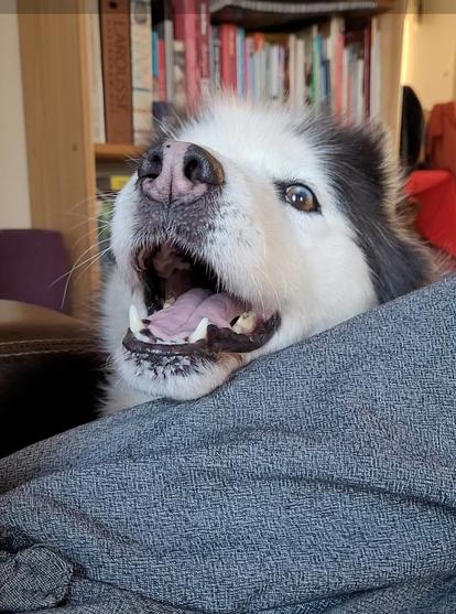 A photo of a fluffy, white-faced husky with a snow nose and open mouth. Her left eye is brown with a blue patch. She is harassing her human for food.