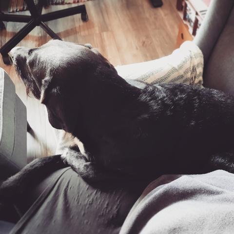 Ein schwarzer Hund liegt seitlich neben mir im Sessel, die Pfoten auf meinem rechten Bein, den Kopf auf der Sessellehne.