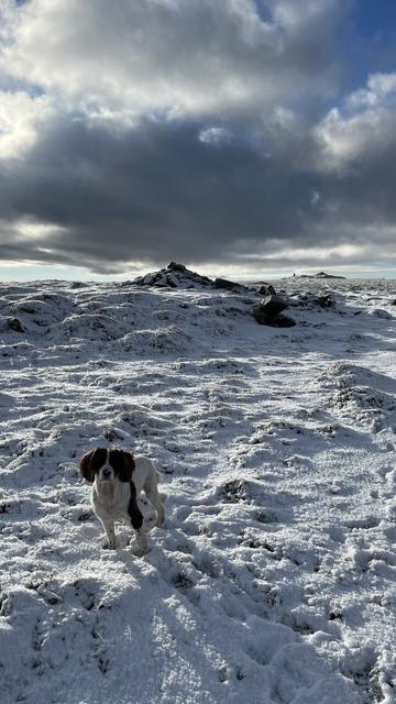 Snowy moorland with Tors in background and spaniel to fore