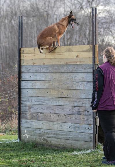 Malinois climbing over palisades wall at 1.8m (5.9 ft)