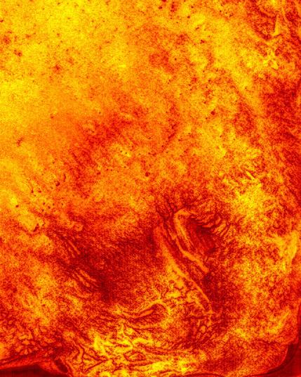 Digital photogram representing fire with color red, orange and yellow.
