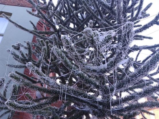 A monkey puzzle tree covered in frozen spider webs.