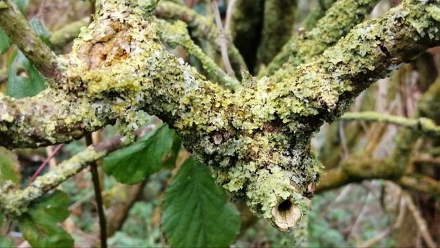 Lots of lichen on a broken ish branch