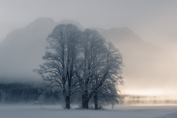 Zwei frostüberzogene Bäume im Nebel. Von Rechts durchbrechen die ersten Sonnenstrahlen den Morgennebel.