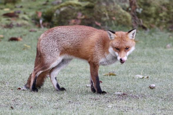 The photo shows a young fox licking his lips. He is hungry. The ground is covered by frost. The fox is standing and looking at the camera like: Have you got something for me please? I got the message, so I better go and see what I can do...