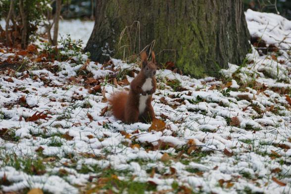 Ein Eichhörnchen steht auf den Hinterbeinen, umgeben von leicht schneebedecktem Rasen und schaut nach vorn, Richtung Kamera.