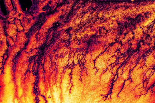 Digital photogram representing fire with a touch of purple.