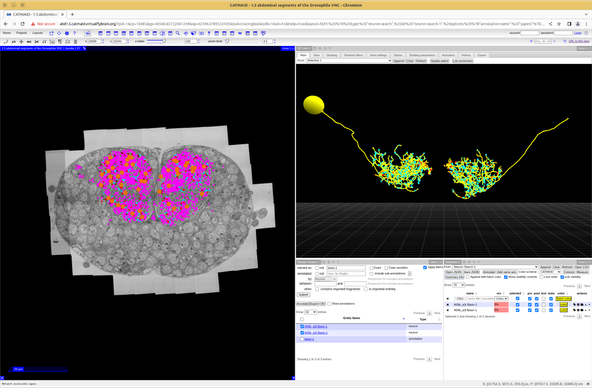 Screenshot of the CATMAID webpage for the ABD1.5 volume showing a cross-section of the EM and the two basin-1 neurons in 3D.