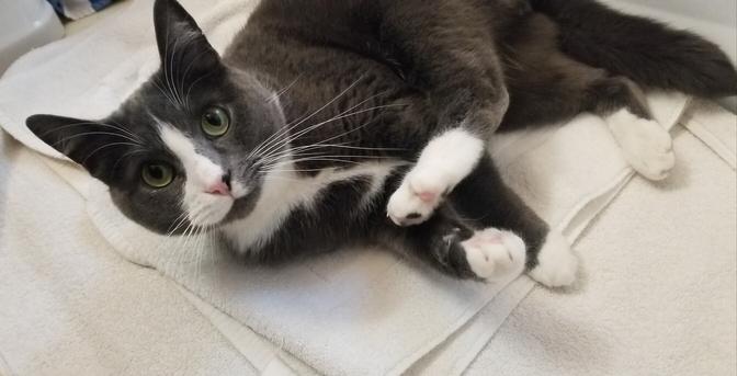 My gray tuxedo cat, lying sideways on bath towel on floor, mid way grooming with one leg in air & giving me a very unimpressed look.