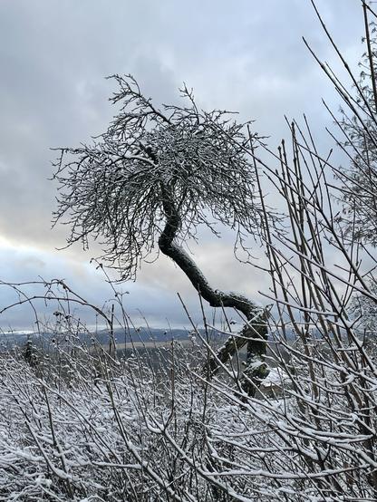 Photo of a small, weirdly bended tree with snow on its crown. The sky is the colour of a bruise made by Monet or some other Impressionist.