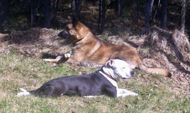 Two dogs lay in the grass on a sunny day, in front of a shadowy wooded area. In the foreground is a small pit bull facing to the right. She has a black body, with white neck, face, forelegs, and hind feet. All four legs are stretched out, and her eyes are closed. Behind her is a Belgian Malinois facing to the left, laying in Sphinx pose, with a large bone cradled between her front legs.