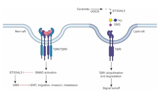 Schematic image visualizing the findings of the article
ST3GAL5-catalyzed gangliosides inhibit TGF-β-induced epithelial-mesenchymal transition via TβRI degradation