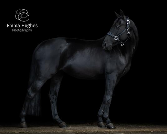 A photograph of a jet black mare. She is standing in profile, her head turned to look behind her to the left of the image. Her legs are strong and straight, standing with her hind legs split the nearest one to us is further back than the other. Her long thick black tail hangs low, finishing neatly just above her fetlocks. Her coat is sleek and glossy, her eye is brown and bright. She is wearing a black leather head collar with detailed white stitching and chrome metalwork. The whole image is dark, she is in front of a black background and standing on dark concrete.