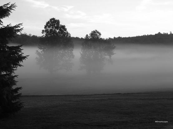 Black and white, a spruce tree is silhouetted on the left, low lying fog bank shrouds the field except for two large deciduous trees that stand out against the early morning sky and tree lined hills.