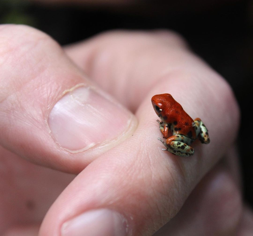 macro photograph of a tiny red frog on someone's finger; the frog is smaller than the person's thumbnail!