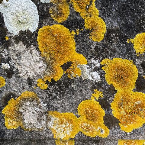 Colourful lichens growing on a rock