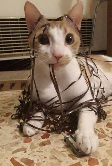 Cat wrapped up in audio tape from a cassette.