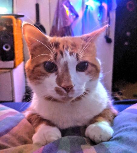 Oliver (orange and white tabby) sitting on the bed with his front paws on a stack of pillows. He’s looking at the camera with wide intense eyes