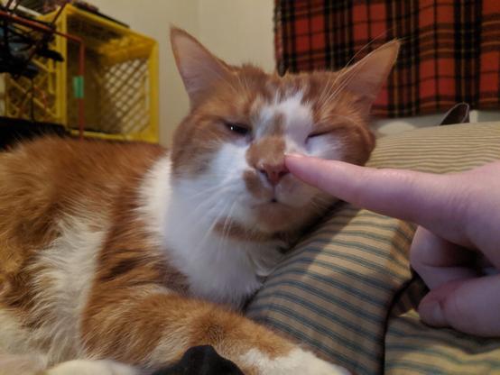 Oliver getting his nose booped