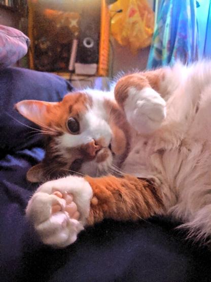 Oliver laying on his side showing off his fluffy white belly. One of his paws is curled under his chin & the other arm is outstretched with a clenched paw