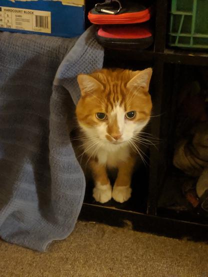 Oliver with his head poking out of his bottom shelf hidey hole. A towel covers the shelf so he can hide if he wants, and it keeps the space warm because the baseboard heater is back there too