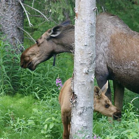 A photo of a large moose cow and her tiny calf, both standing behind a birch tree. It is summer time and they are eating fireweed and grass. The calf is facing to the right of the tree, and mom stands behind it, facing to the left of the tree.