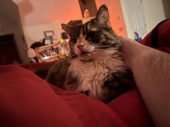 A multicolored cat on a bed at night, lit by the glow of Christmas lights.