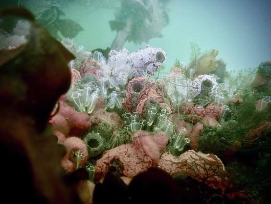 Underwater - a colourful array of different sea squirts, some covering the substrate and other squirts like a blanket, others sticking up like vases.