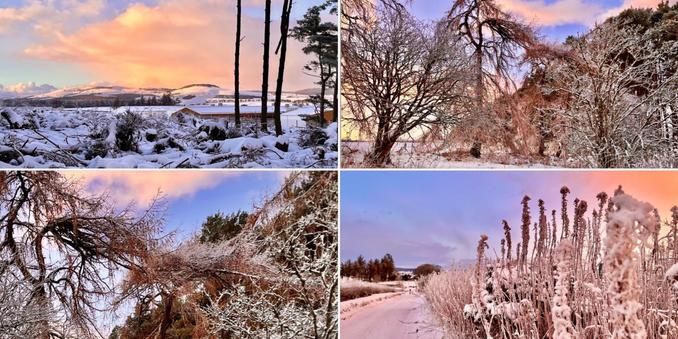4-photo collage, wintry scenes of snowy woodland, frozen hedgerow and views to snow covered hills.