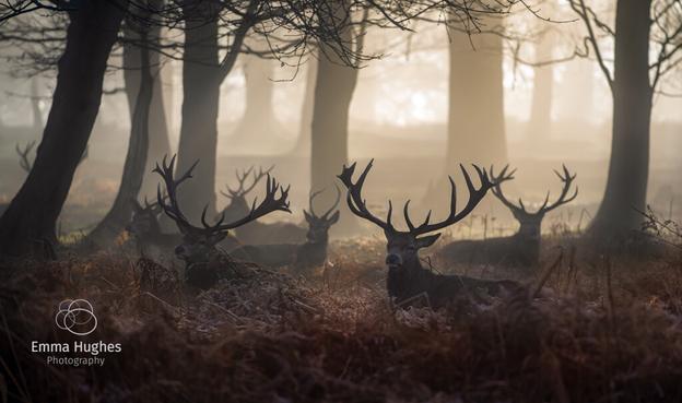 A mob of adult red deer stags sit in the woods. Early morning misty light comes from behind them through the tree trunks and branches silhouetting their antlers like a forest within a forest. The image is made of brown tones from the rusty bracken the stags are sitting in to the warm yellow light of the sun as it fights its way through the trees and mist.