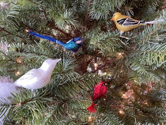 Four glass ornaments of birds (white, blue, yellow, and red) on a Noble fir tree.