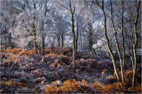 Hoar frosted birch trees set in a vibrant bed of orange bracken.