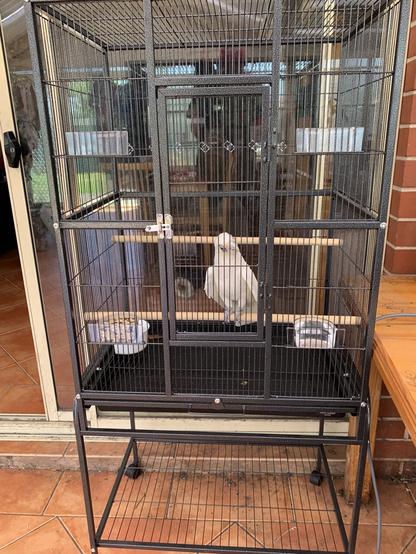 Sammy the 45 year old Little Corella checking out his new cage. He is sitting on a perch and looking sideways at his surroundings.