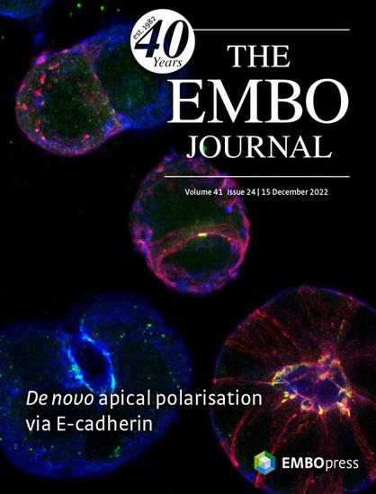This cover highlights the article E‐cadherin mediates apical membrane initiation site localisation during de novo polarisation of epithelial cavities by Xuan Liang, Clare E Buckley and colleagues. During epithelial polarisation of embryonic stem cells, the site of apical membrane initiation is defined by E‐cadherin mediated cell adhesion independently of cell division. Image shows chimeric cell doublets and epithelial cysts labelled with E‐cadherin in Magenta, F‐actin in blue and PAR‐3 in green. Only doublets with E‐cadherin in both cells form a PAR‐3 positive AMIS. Whilst epithelial cysts expressing E‐cadherin formed lumens via hollowing, those without E‐cadherin formed lumens via folding.