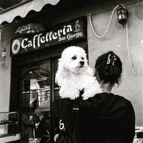 Foto street bianco e nero. Cane barboncino bianco con la sua padrona. Napoli.