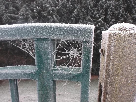 Spider web covered in frost and ice crystals in a square hole between metal railing posts. To the right, a concrete fence post, topped with furry-looking frost. Iced up conifer trees in the background.