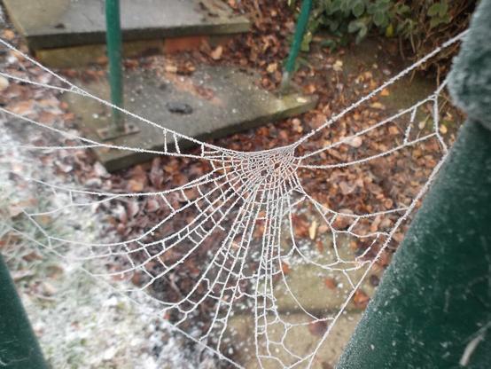 Spider web covered in frost and ice crystals, suspended between metal railings, but drooping under its own weight. Background of brown fallen leaves on the ground.