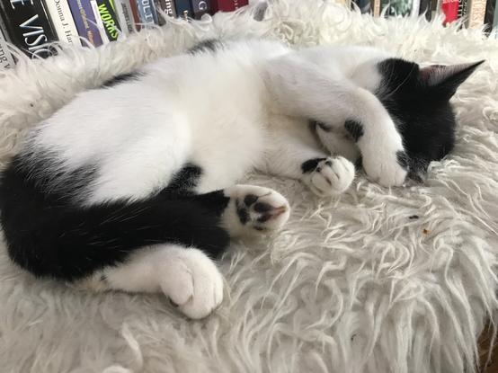 Bulldog the cat asleep on a rug on my desk return, with his paw over his face