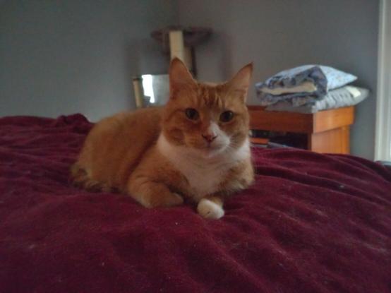 An orange tabby laying on a red blanket on a bed. He looks incredibly unperturbed and not feeling even the least bit guilty for his no-call no-show to work