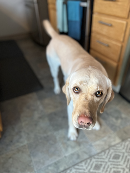 Samantha, a yellow Labrador Retriever looks into the camera.